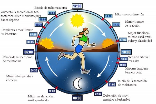 ciclo circadiano