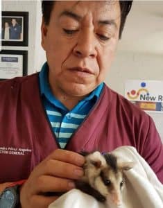 fisioterapia y rehabilitacion para tus mascotas