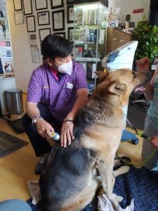 rehabilitacion canina_new rehabilitation
