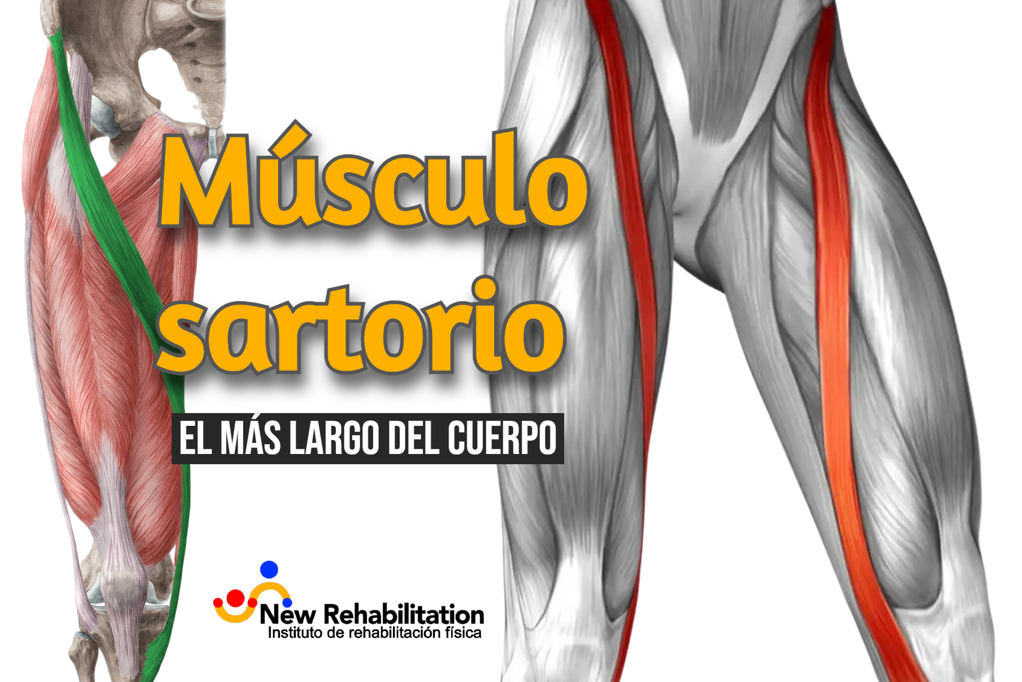 rehabilitación músculo sartorio el mas largo del cuerpo
